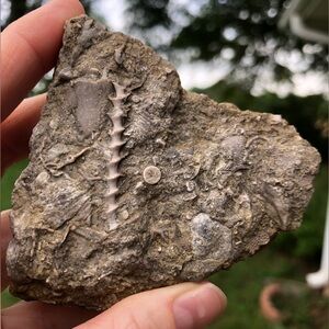 Fossil Specimen